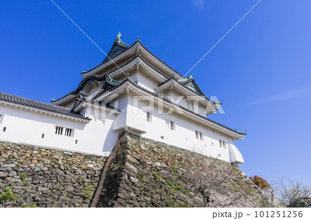 《和歌山県》和歌山城と桜 101251256