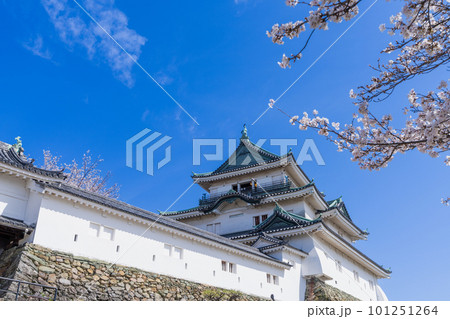 《和歌山県》和歌山城と桜 101251264
