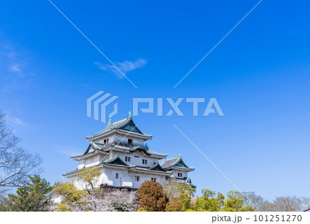 《和歌山県》和歌山城と桜 101251270