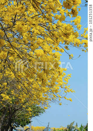 黄色い花 黄色の花 黄色花 101251358