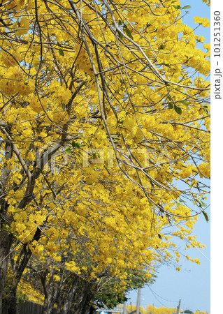 黄色い花 黄色の花 黄色花 101251360