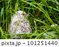 アホウドリの雛 101251440