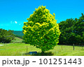 新緑の木 101251443