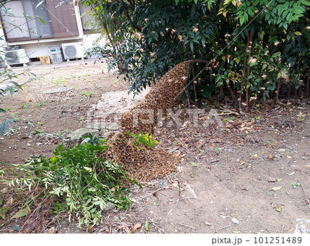 分蜂 ニホンミツバチ  分蜂 ニホンミツバチ  101251489