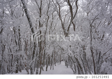 霧氷　三峰山 101251491