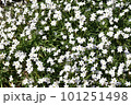 満開のハナニラ 101251498