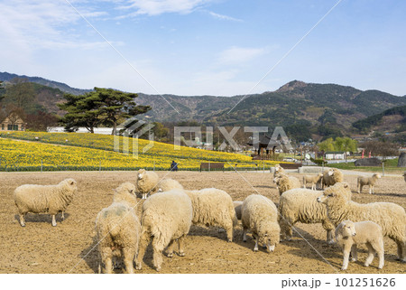 Sheep Farm at Jirisan Cheese Land in Gurye Sheep Farm at Jirisan Cheese Land in Gurye 101251626
