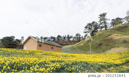 The daffodil flower garden of Jirisan Cheese Land in Gurye 101251641