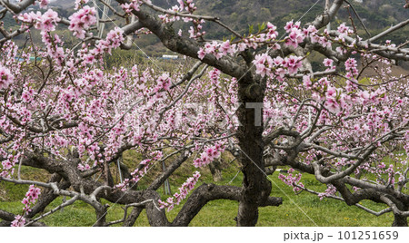Pink peach blossoms blooming at the peach farm in Woldung-myeon, Cheonan-si Pink peach blossoms blooming at the peach farm in Woldung-myeon, Cheonan-si 101251659