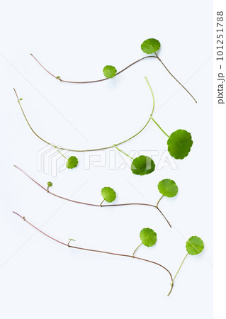 Fresh green centella asiatica leaves on white background. 101251788