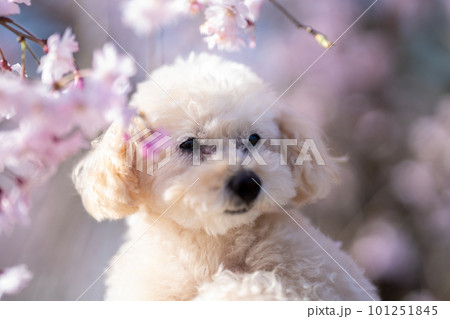 桜を見つめるトイプードル 101251845