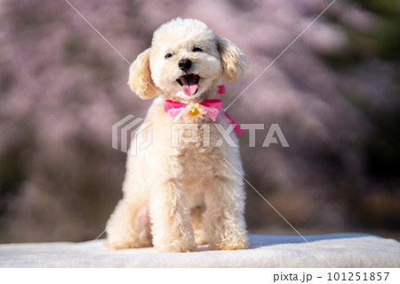 桜の花とかわいいトイプードル 桜の花とかわいいトイプードル 101251857