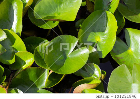 Beautiful blooming lotus flower with leaves, Waterlily pond 101251946