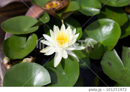 Beautiful blooming Nymphaea lotus flower with leaves, Water lily pot 101251972