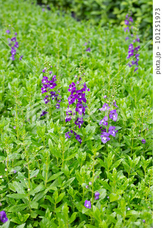 Beautiful angelonia goyazensis benth in the park 101251973