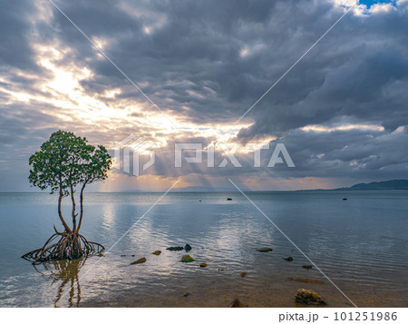 名蔵湾の1本マングローブ 101251986