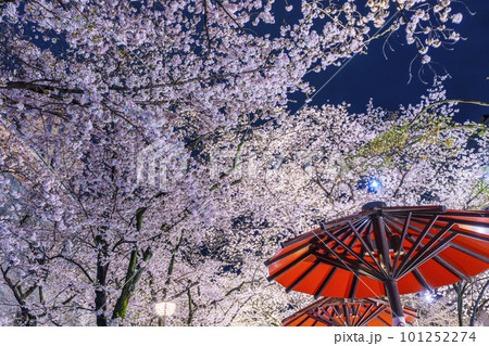 京都 祇園白川 赤い傘の日除け 満開の夜桜 京都 祇園白川 赤い傘の日除け 満開の夜桜 101252274