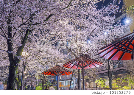 京都　祇園白川　赤い傘の日除け　満開の夜桜 101252279