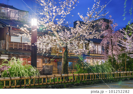 京都　祇園白川　白川南通　満開の夜桜 101252282