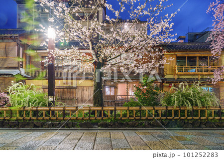 京都　祇園白川　白川南通　満開の夜桜 101252283