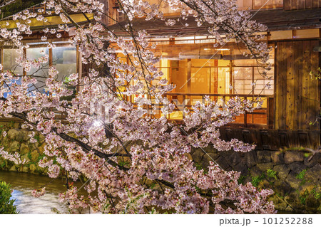 京都　祇園白川　白川南通　満開の夜桜 101252288