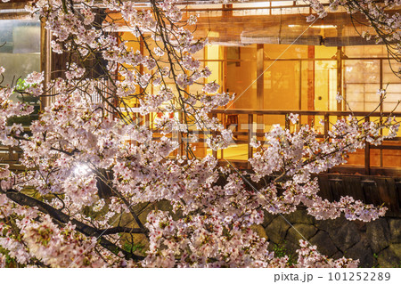 京都　祇園白川　白川南通　店の明かりと満開の夜桜 101252289
