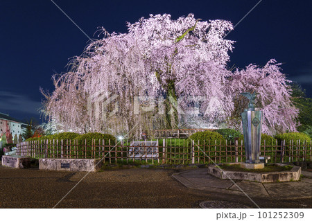 京都　円山公園のしだれ桜　祇園しだれ　夜桜 101252309
