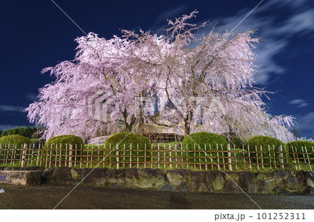 京都　円山公園のしだれ桜　祇園しだれ　夜桜 101252311