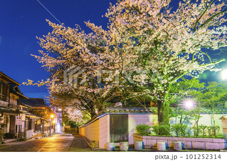 ねねの道 大雲院横 満開の夜桜 ねねの道 大雲院横 満開の夜桜 101252314