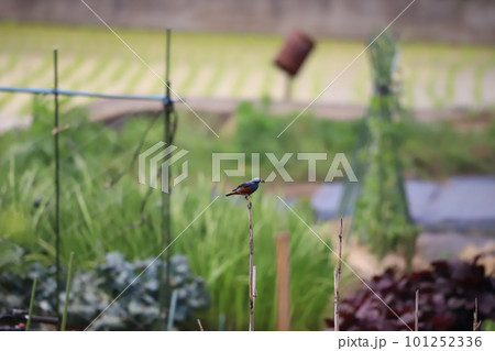 餌を銜えて棒先にとまっているイソヒヨドリ 101252336