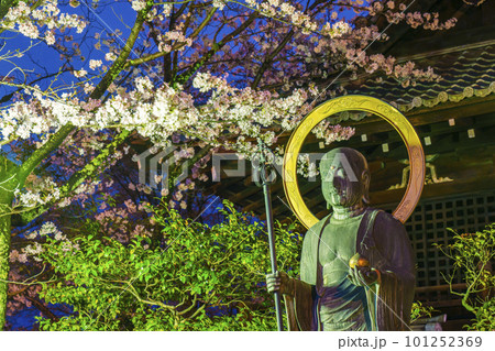 ねねの道 大雲院横 満開の夜桜と圓山地蔵尊 ねねの道 大雲院横 満開の夜桜と圓山地蔵尊 101252369