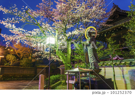 ねねの道 大雲院横 満開の夜桜と圓山地蔵尊 ねねの道 大雲院横 満開の夜桜と圓山地蔵尊 101252370