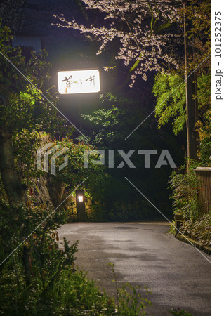 菊乃井の店看板の街灯に照らされた夜桜 菊乃井の店看板の街灯に照らされた夜桜 101252375