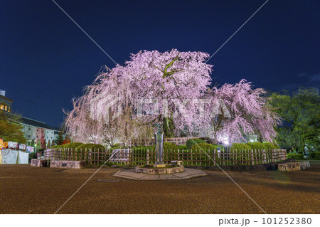 京都 円山公園のしだれ桜 祇園しだれ 夜桜 京都 円山公園のしだれ桜 祇園しだれ 夜桜 101252380