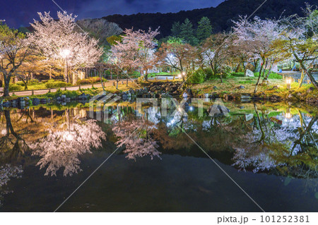 京都・円山公園 夜のひょうたん池に映る幻想的な逆さ桜 京都・円山公園 夜のひょうたん池に映る幻想的な逆さ桜 101252381