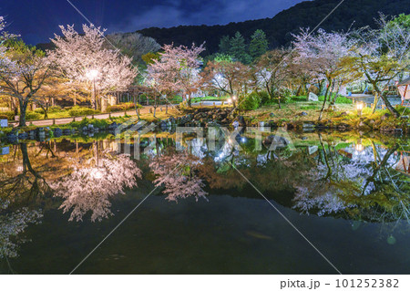 京都・円山公園 夜のひょうたん池に映る幻想的な逆さ桜 京都・円山公園 夜のひょうたん池に映る幻想的な逆さ桜 101252382