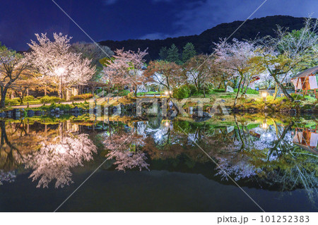 京都・円山公園　夜のひょうたん池に映る幻想的な逆さ桜 101252383