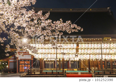 ライトアップされた夜の八坂神社　舞殿　満開の夜桜 101252390