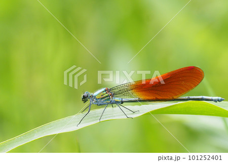カワトンボ（オス・橙色翅型） 101252401