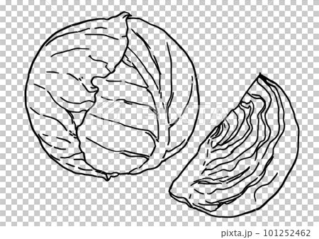 キャベツの線画　モノクロ　シンプルイラスト 101252462