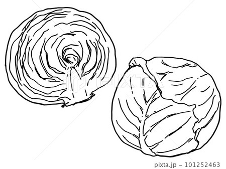 キャベツの線画　モノクロ　シンプルイラスト 101252463