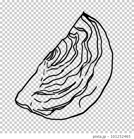 キャベツの線画　モノクロ　シンプルイラスト 101252465