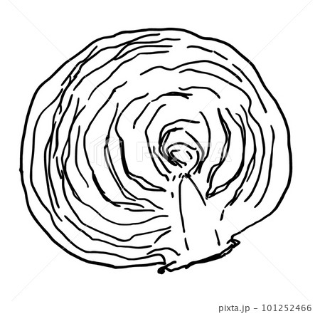 キャベツの線画　モノクロ　シンプルイラスト 101252466