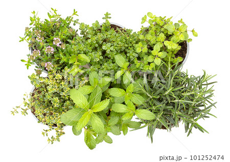Mediterranean and aromatic culinary herbs, in gray plastic pots for replanting. Winter savory, lemon thyme, oregano in the first, lemon thyme, mint and rosemary in the second row, isolated from above. 101252474