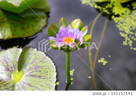 Beautiful blooming Nymphaea lotus flower with leaves, Water lily pot Beautiful blooming Nymphaea lotus flower with leaves, Water lily pot 101252541