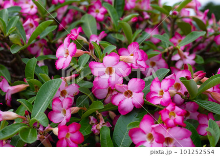Adenium obesum flowers. Green leaves Adenium obesum flowers. Green leaves 101252554