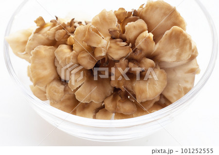 Maitake (Grifola frondose) mushroom on white background Maitake (Grifola frondose) mushroom on white background 101252555