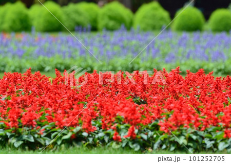 真っ赤なサルビアの花 101252705