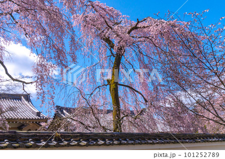 【京都風景】醍醐寺　豊臣の栄華を極めた花見桜 101252789
