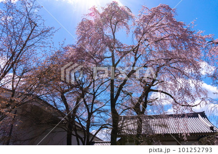 【京都風景】醍醐寺　豊臣の栄華を極めた花見桜 101252793